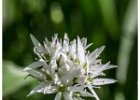 4 Wild garlic